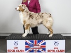 Class 10-Special Open Dog (Red Merle)