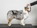 Class 11 Special Open Dog (Blue Merle) & 30 Special Award Open Dog